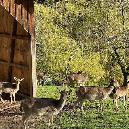 Einzigartiges Apartment, Mitten In Der * Ottenhofen im Schwarzwald